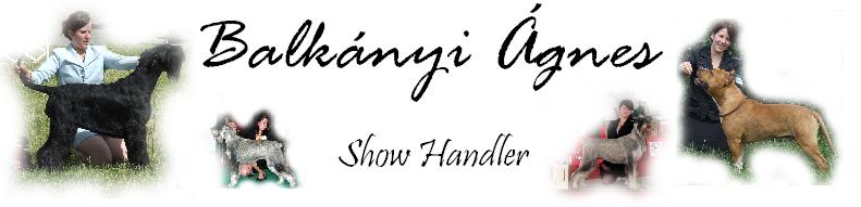 Balknyi gnes - Proffessional Show Handler for Barzojs and Schnauzers